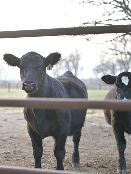Cows in a pasture